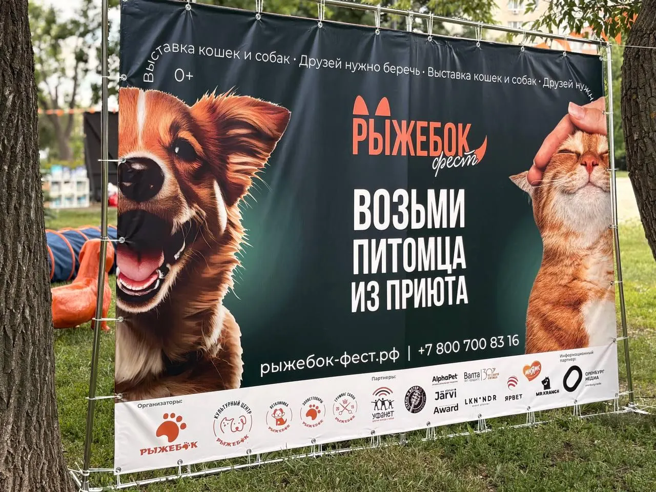 Три&nbsp;десятка кошек и&nbsp;собак обрели семьи на&nbsp;«РыжебокФесте» в&nbsp;Оренбурге