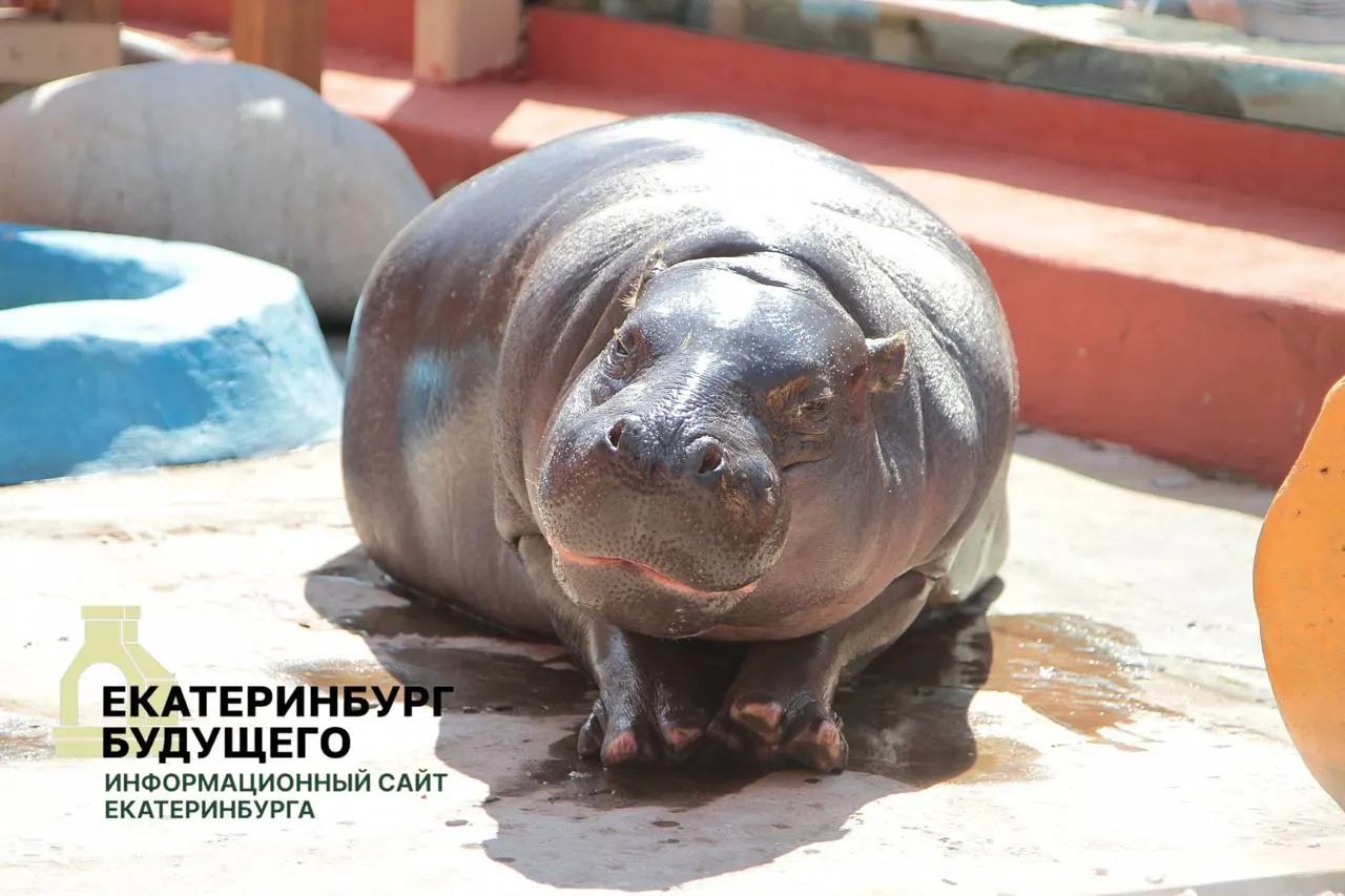 По мобилизационным планам муниципалитеты должны бесплатно предоставлять здания, находящиеся в ведении департаментов культуры, военным комиссариатам. В перечне указаны Парк Маяковского, Екатеринбургский зоопарк и театр кукол; положение распространяется на всю страну.
