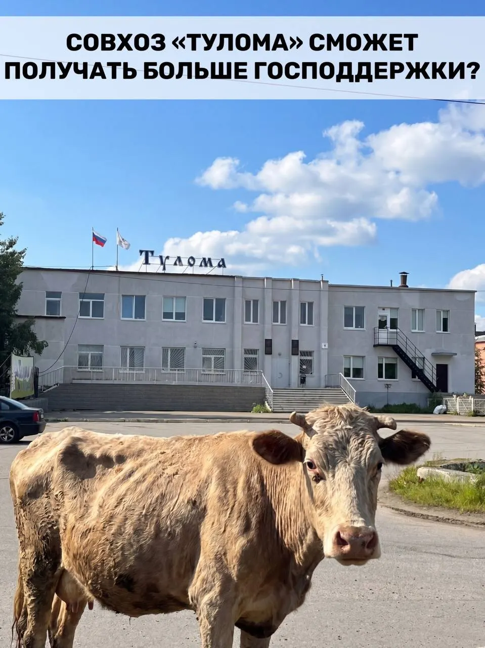 Правила субсидирования молочного животноводства изменили: теперь федеральную поддержку смогут получать и хозяйства с долей государства или муниципалитета свыше 25%. Для Мурманской области это актуально на фоне сообщений о критическом положении в совхозе «Тулома».