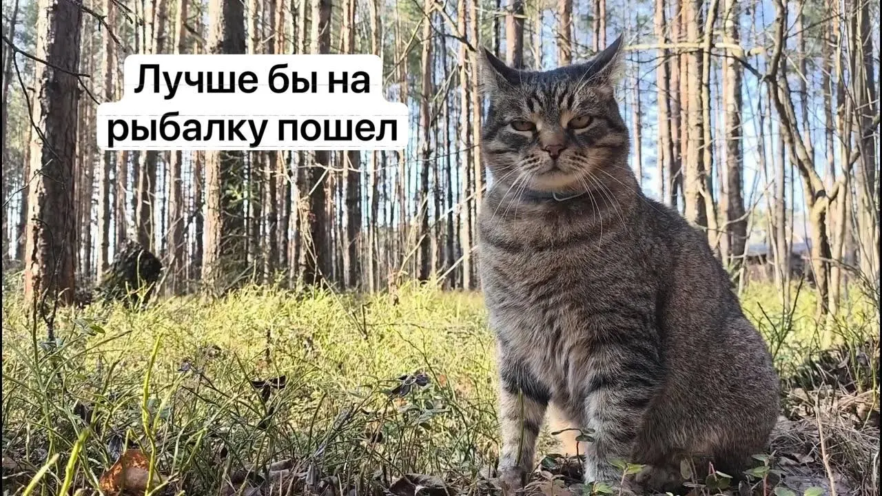 С 1 сентября 2027 года для сбора некоторых редких видов грибов потребуется оформить разрешение на портале «Госуслуги». Заявки будут рассматривать в течение 15 дней; сбор без разрешения может повлечь уголовную ответственность.