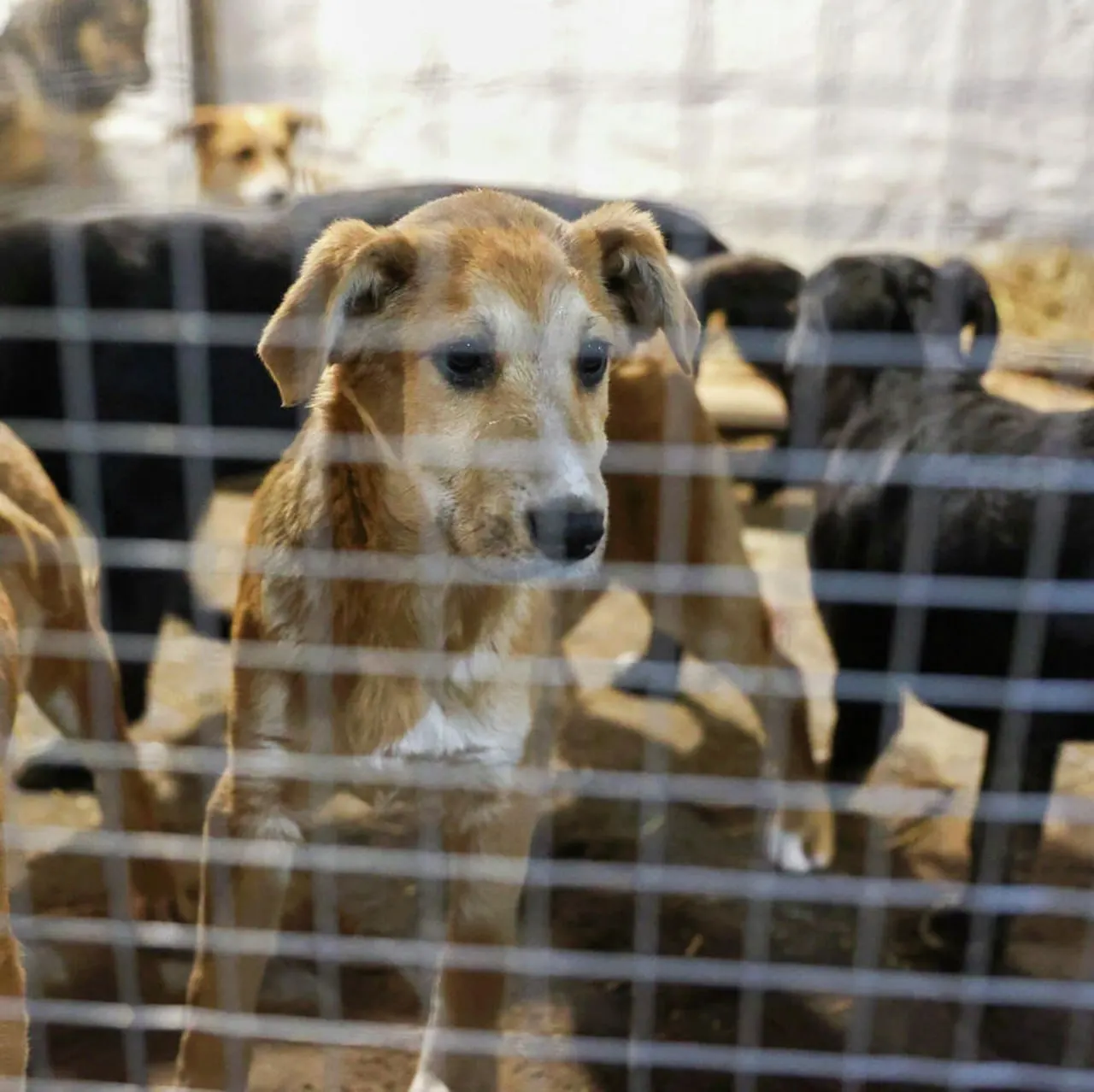 Депутаты рекомендовали регионам чаще применять режим экстраординарной ситуации, который позволяет массово отлавливать безнадзорных собак и в ряде случаев усыплять их; зоозащитники считают это ошибкой.