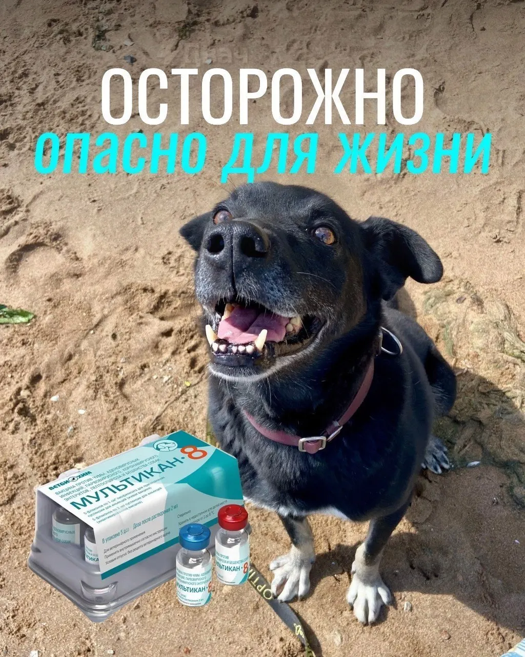 По сообщениям ветеринаров, у некоторых собак после вакцинации от бешенства возникли тяжёлые осложнения, включая судороги и анафилаксию; часть животных погибла. Партии вакцины изъяты, причинно‑следственная связь пока не подтверждена.
